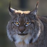 300px-Lynx_4_(8489706062)